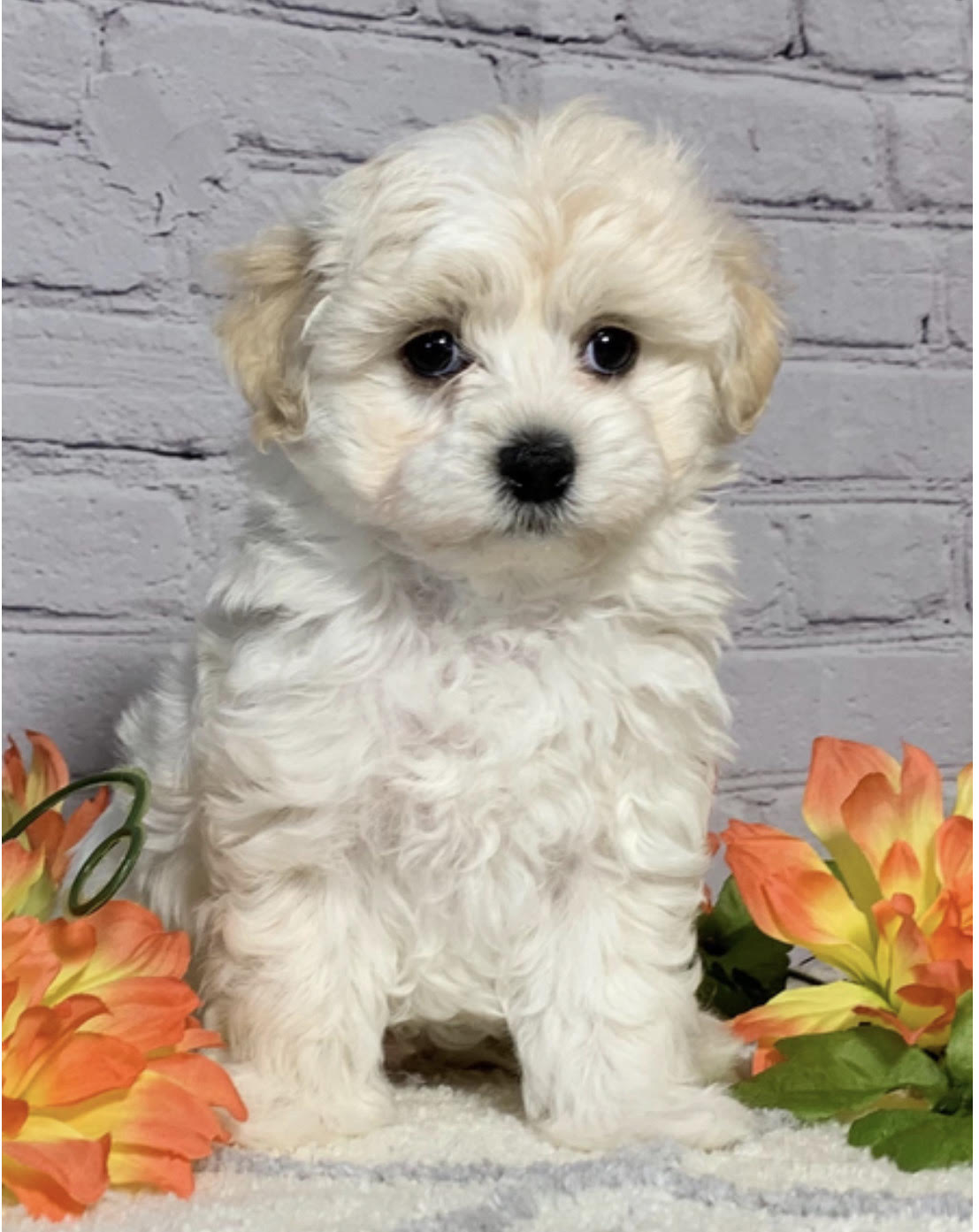 comprar cachorros sanos, baratos y asequibles para la venta